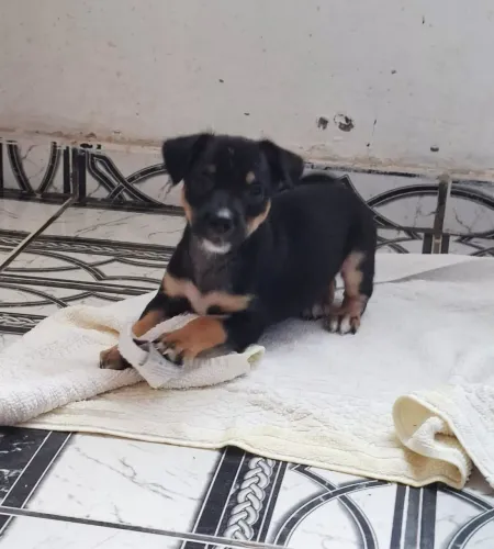 ADOÇÃO RESPONSÁVEL DESSE DOGUINHO