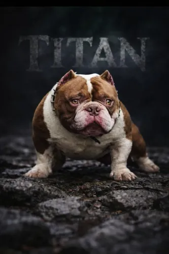 American bully disponível 
