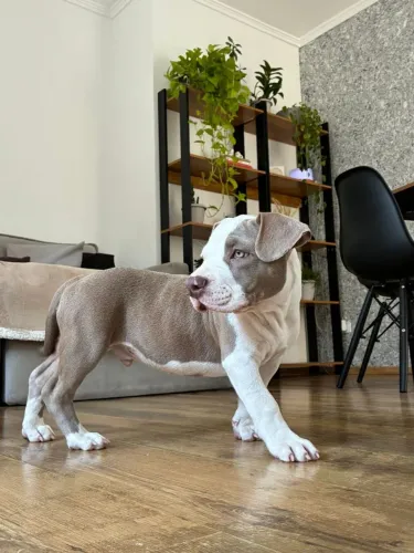 American bully pocket