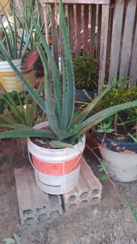 Plantas aloé vera 