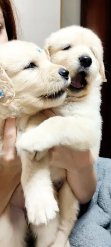 Golden Retriever machos