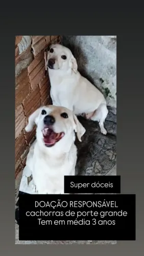 Doação, duas fêmeas porte grande