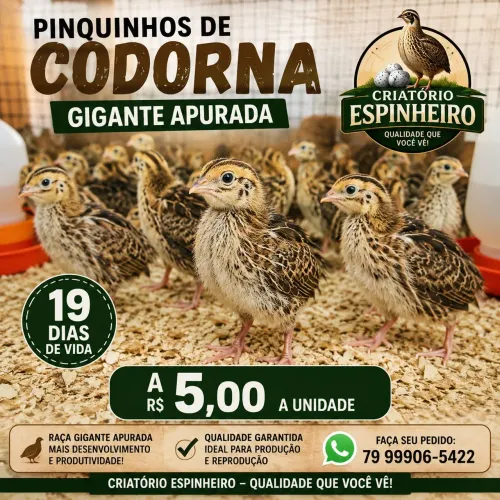 Pintos de codorna gigante apurada disponíveis!