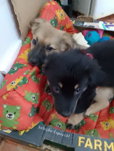 Cachorrinhos filhotes irmãos
