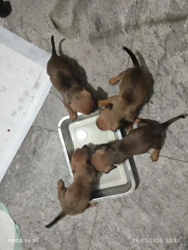 Vendo