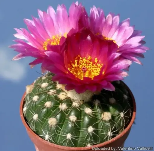 10 sementes do cacto notocactus uebelmannianus