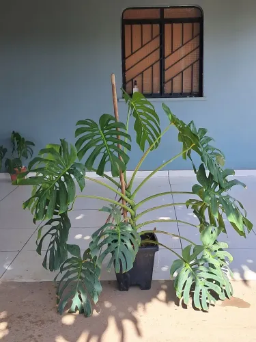 Planta