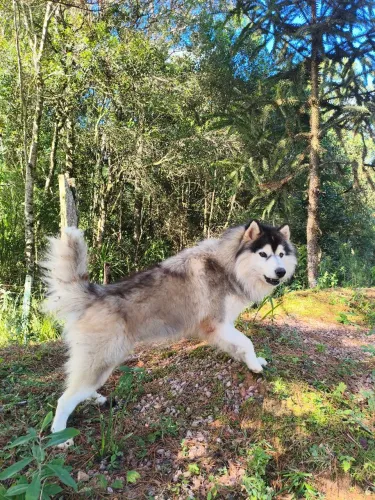 Doação de Husky siberiano Casal