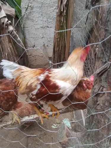 Vendo galos , pintinhos e 1 fio de 1e 1/2
