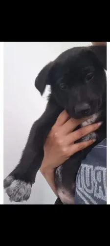 Doa-se filhote, Mestiço de salsicha com Husky