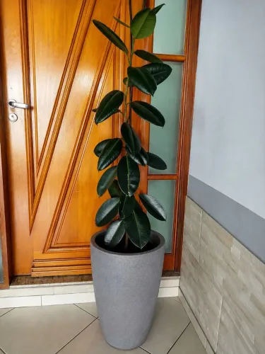 Ficus Elástica