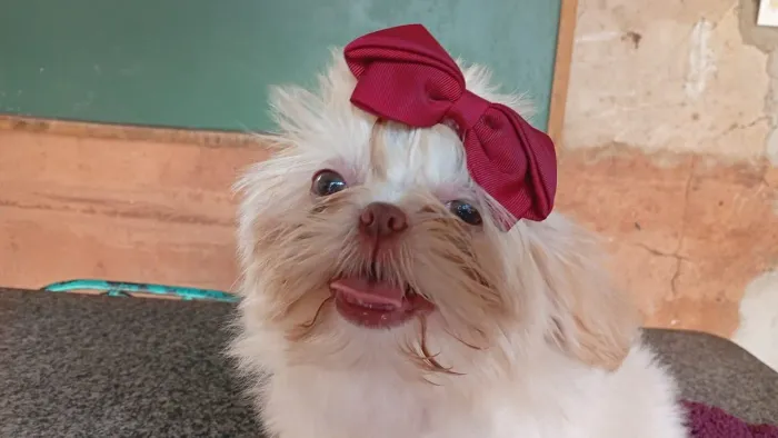 Shih tzu fêmea