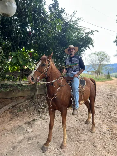 Cavalo manga larga paulista