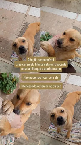 Cachorro caramelo de 9 meses para adoção