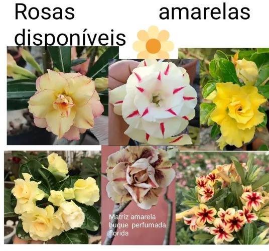 Rosas do deserto amarelas $90,$100..