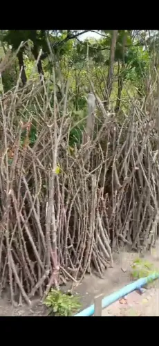 Maniva (manaiba) macaxeira.