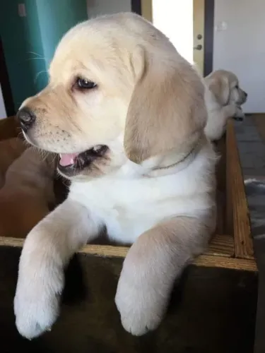 Labrador encantador