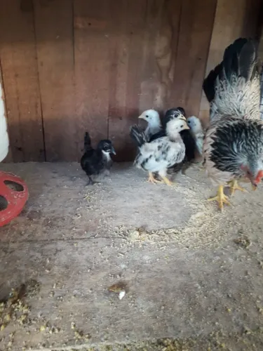 Vende - se pintinho de galinha mini 