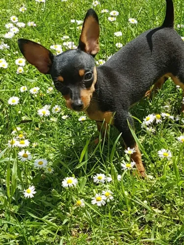 Filhotinhos Pinscher/Pincher dócil de linhagem selecionada saudável ativo