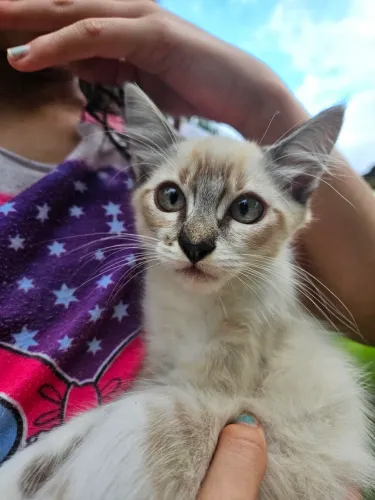 Doação de 2 gatinhas
