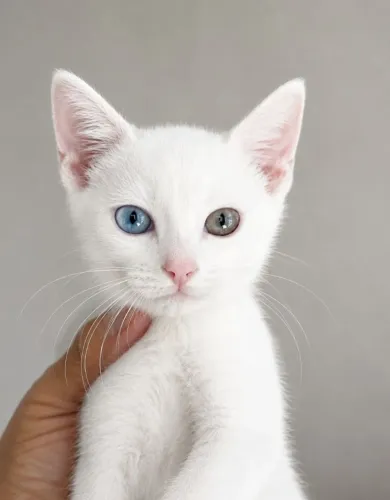 Gatinha Angorá X Siamês Branca Heterocromia Fêmea 90 dias Linda