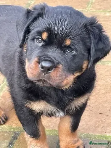 Cachorro filhote rottweiler com excelente estrutura e saúde