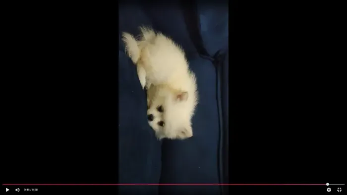 spitz alemão lulu pomerania