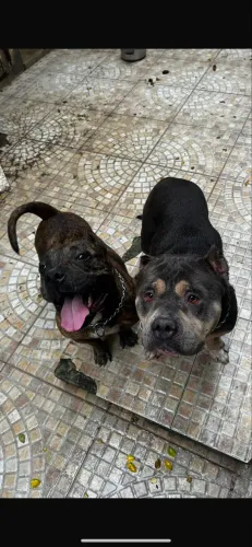 Casal de american bully disponível