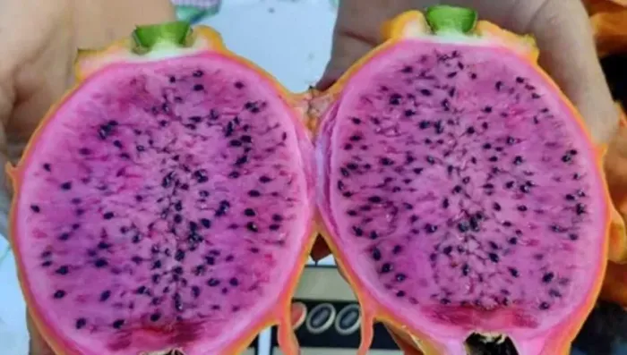 Vendo Mudas de Pitaya Orange G1 - Guarulhos