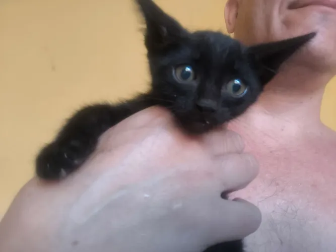 Gatinho preto macho - GARAVELO pra buscar!