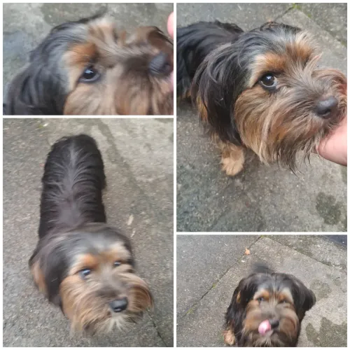 CACHORRO ? DE RAÇA YORKSHIRE MACHO PORTE PEQUENO ACEITO PROPOSTA AVISTA