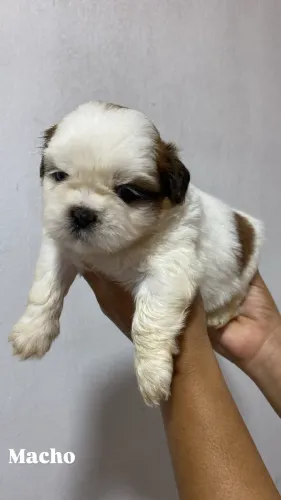 Filhotes da raça shih tzu