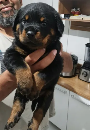 Filhotes de rottweiler R$ 1,300