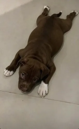 Cachorro 