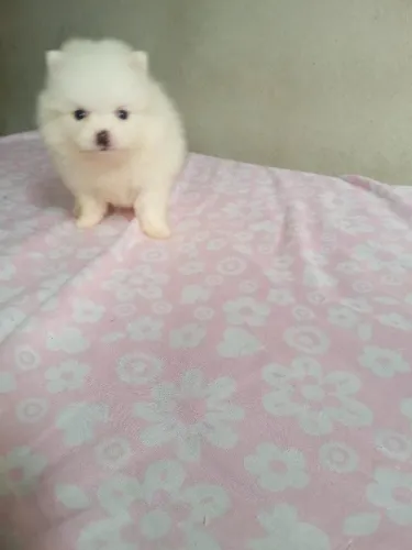 Vendo lindo filhotinho macho de Sptz anão