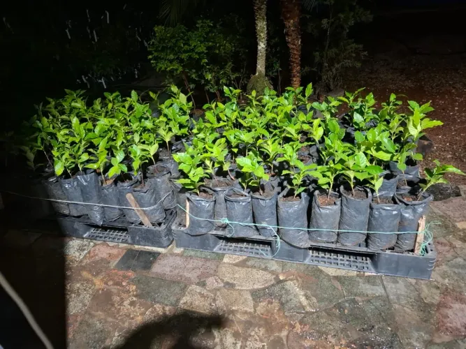 Mudas de café araras  enxertada e sem enxerto 