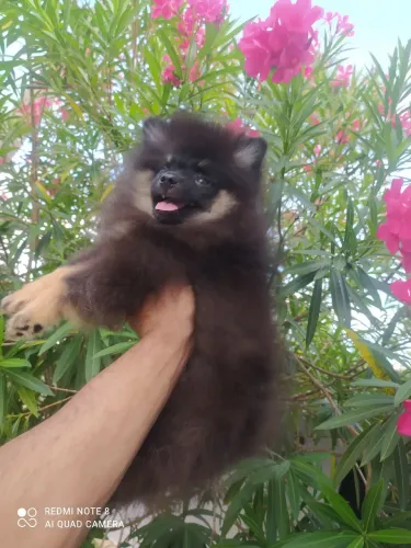Vendo/Troco Spitz alemão macho padrão anão com 4 meses