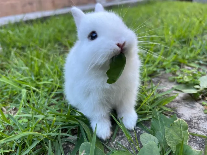 Mini coelho Netherland Dwarf