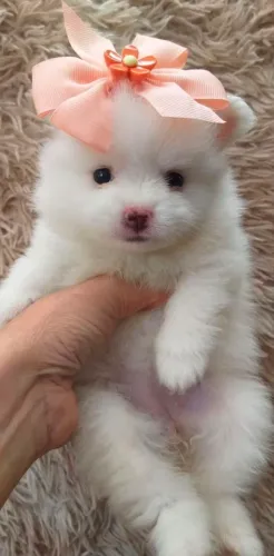 Spitz Alemão anão / lulu da pomerânia [ PROMOÇÃO  FÊMEAS]