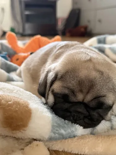 Pug Uma fofura para deixar junho mais especial