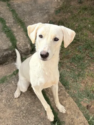 Doação filhote fêmea 7 meses