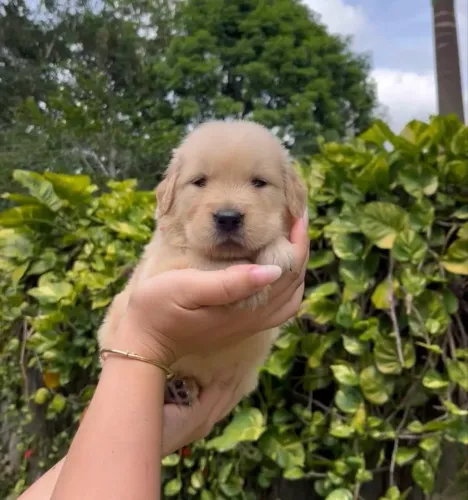 Golden com ninhada de machos e fêmeas