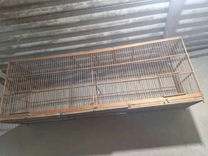 Vendo voador de coleiro ou trinca-ferro
