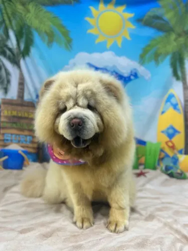 Chow Chow padrão Americano