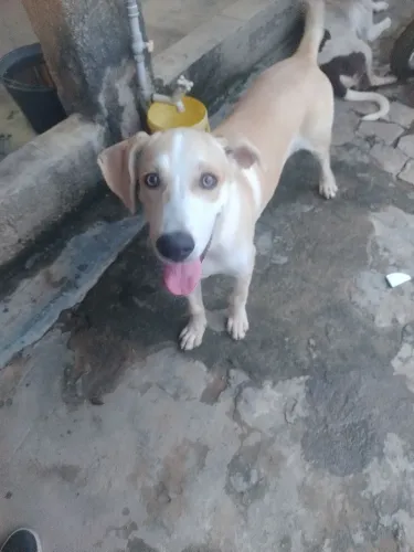 Cachorro pra doação 4 meses