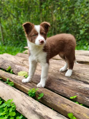 Filhote fêmea de Border Collie chocolate