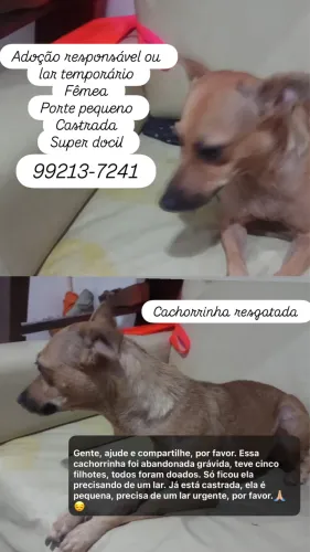 Adoção responsável ou lar temporário 