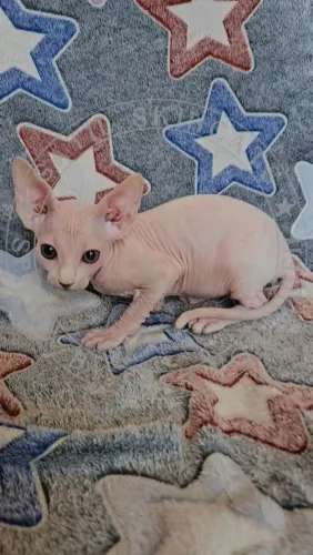 Gatinhos Sphynx de Excelente procedência!