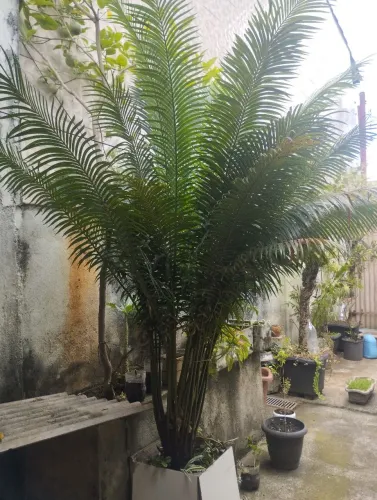 Palmeira Cyca adulta saudável folhas 2.20mt SÓ RETIRADA 