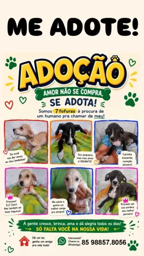 Filhotes para Adoção responsável.